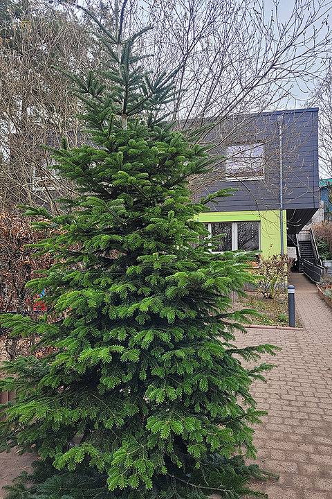 Ev. Kita Kreuz: Einstimmung auf den Advent, 28.11.2025 (© Lisa Sinapius)